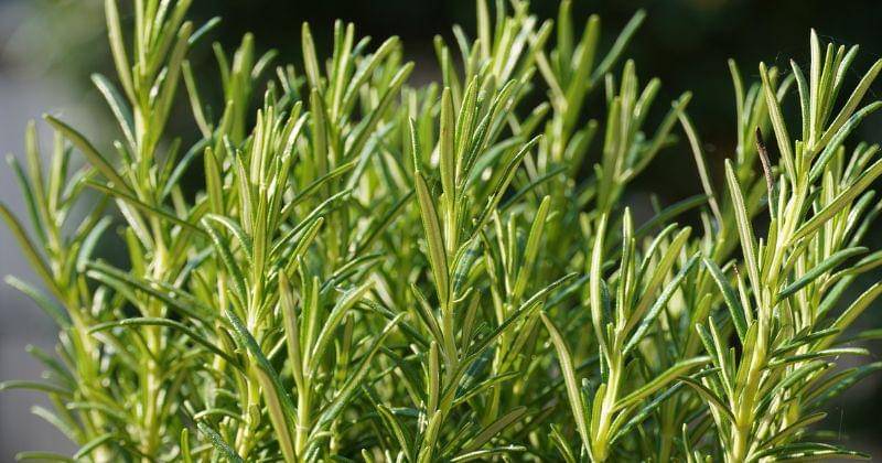 cara menanam rosemary di rumah